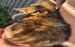 Mixed Breed cats for sale: 5 Gorgeous kittens available now - Image 9