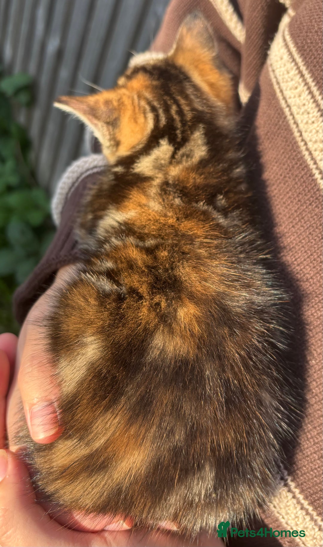 Mixed Breed cats for sale: 5 Gorgeous kittens available now - Image 9