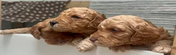 Cockapoo dogs for sale: X6 Cockapoo Puppies in Swindon - Advert 9