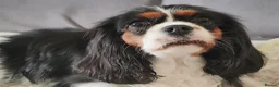 Cavalier King Charles Spaniel dogs for sale: Tricolour female - Advert 2