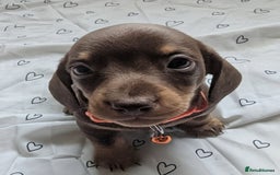 Miniature Dachshund dogs for sale: KC Registered miniature Dachshund Puppies - Image 24
