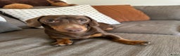 Miniature Dachshund dogs for stud: True miniature Dachshund  - Advert 6