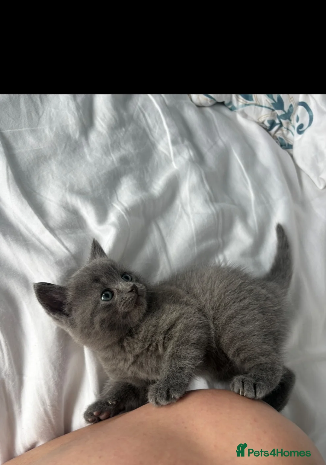 British Shorthair cats for sale: Mixed British Short Hair Kitten  in Wisbech - Advert 5