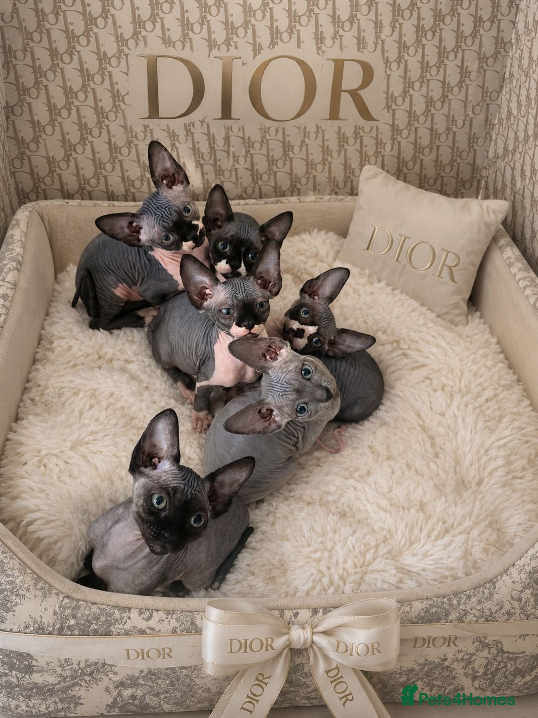 Sphynx cats Sphynx Kittens Looking for Their Forever Homes - Advert 14