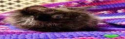 Mixed Breed cats for sale: 💖 MAINE COON X RAGDOLL *PARENTS HEALTH TESTED* 💖 - Advert 23