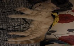 British Longhair cats for sale: X2 7 month old male kittens - Advert 1