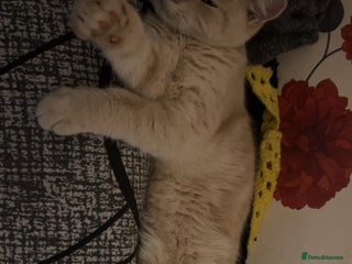 British Longhair cats for sale: X2 7 month old male kittens - Advert 1