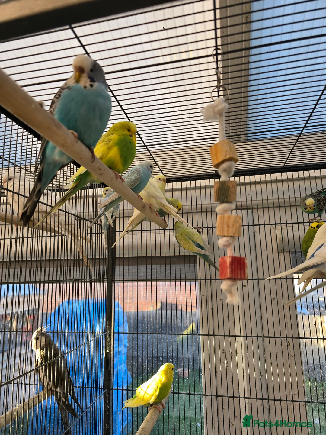 Budgerigars birds for sale: Young budgies for sale.  - Advert 9