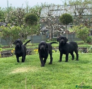 Labrador Retriever dogs Stunning KC reg pups from working parents - Advert 2