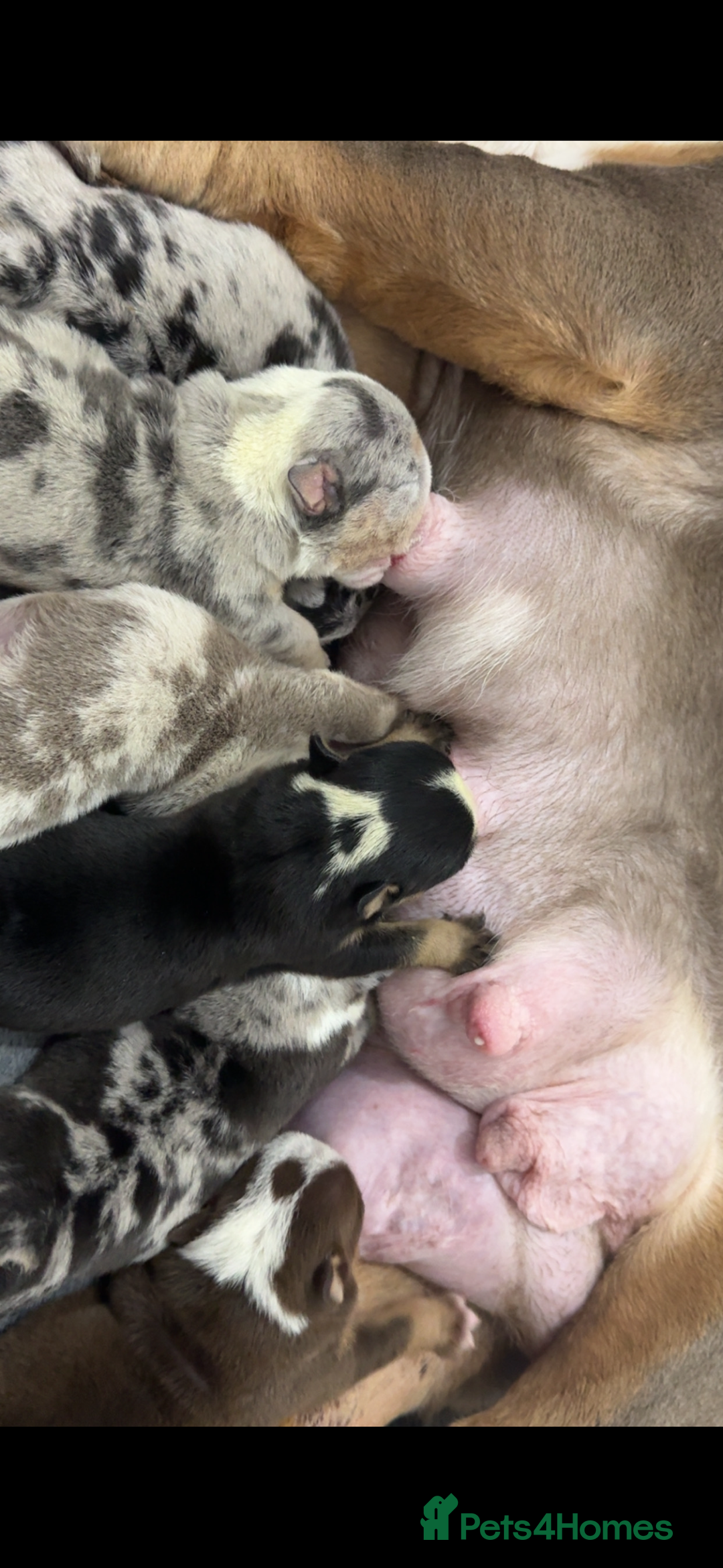 English Bulldog dogs for sale: 10 week old English bulldog  - Advert 8