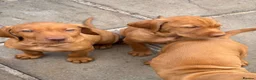 Hungarian Vizsla dogs for sale: Pedigree Hungarian Wirehaired Vizsla puppies - Advert 5