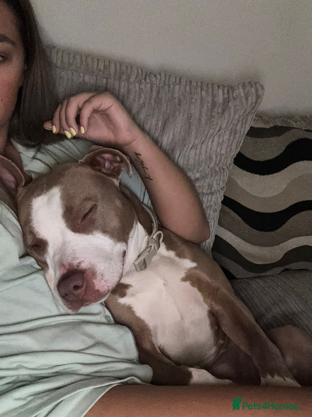 Staffordshire Bull Terrier dogs for sale: With a heavy heart having to rehome beautiful Nova - Image 8