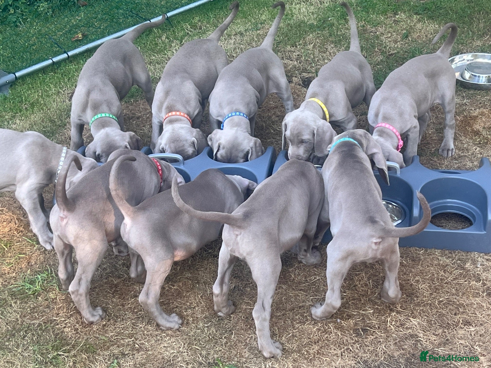Weimaraner dogs Ready to go Weimaraner puppies KC registered - Advert 2