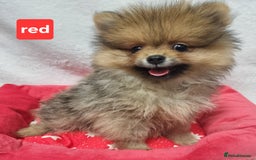 Pomeranian dogs for sale: Pomeranian Puppy 5   (RED)  - Pomeranian  - Image 1