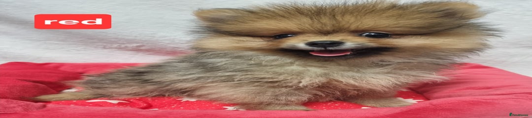 Pomeranian Puppy 5   (RED) 