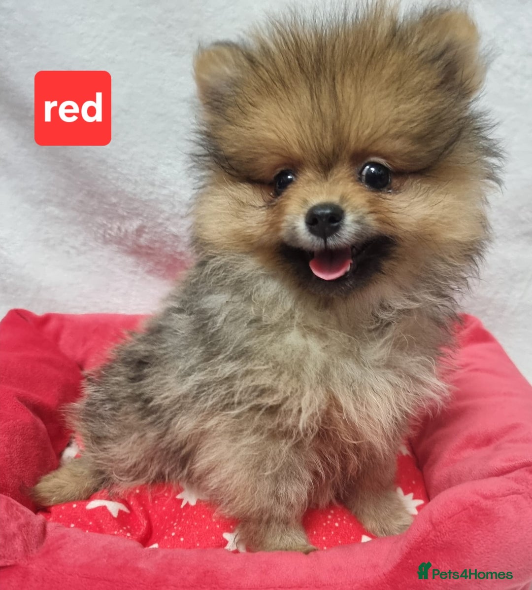 Pomeranian dogs for sale: Pomeranian Puppy 5   (RED)  - Pomeranian  - Image 1