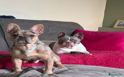 French Bulldog dogs for sale: French Bulldog Male for sale - Image 2