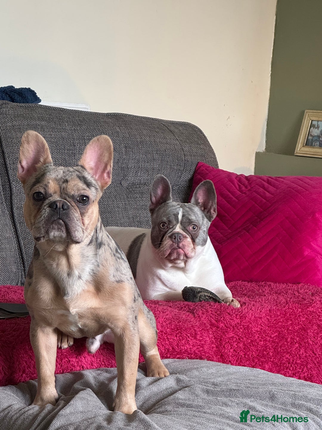 French Bulldog dogs for sale: French Bulldog Male for sale - Image 2