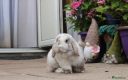 Mini Lop rabbits for sale: Stunning mini lops for reserve  - Image 6
