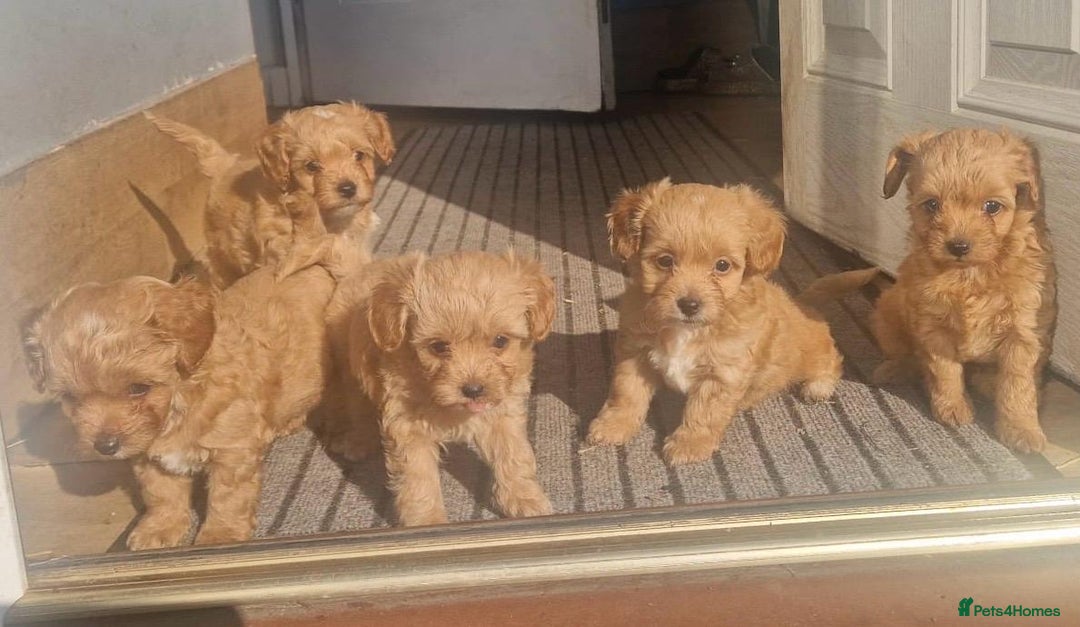 Chipoo dogs for sale: Poodle x Chihuahua  - Image 3