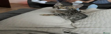 Vincent