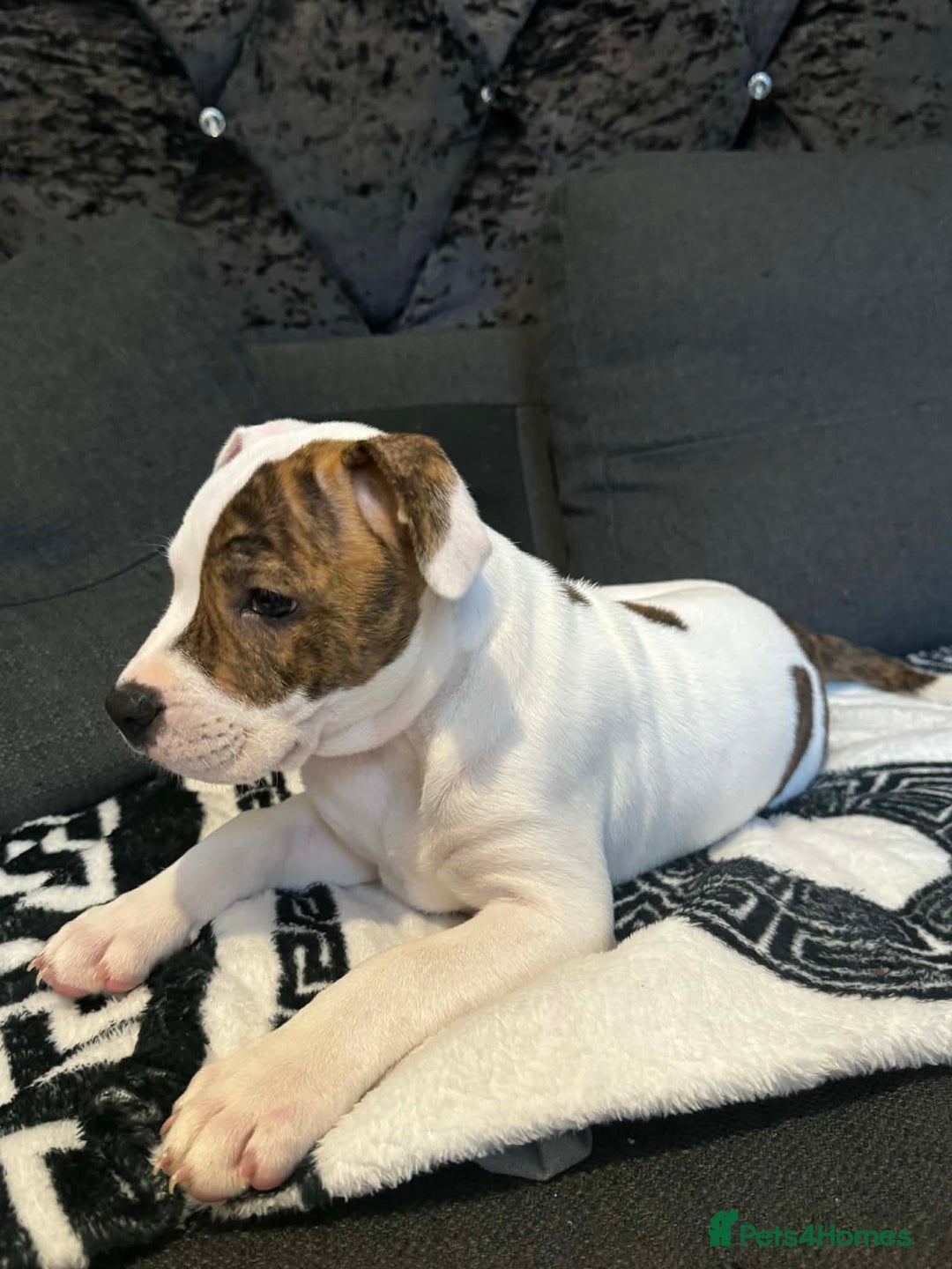 Staffordshire Bull Terrier dogs for sale: Staffordshire puppies  - Advert 8