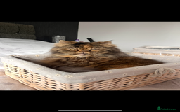 Persian cats for sale: Pure Persian Kittens - Image 11