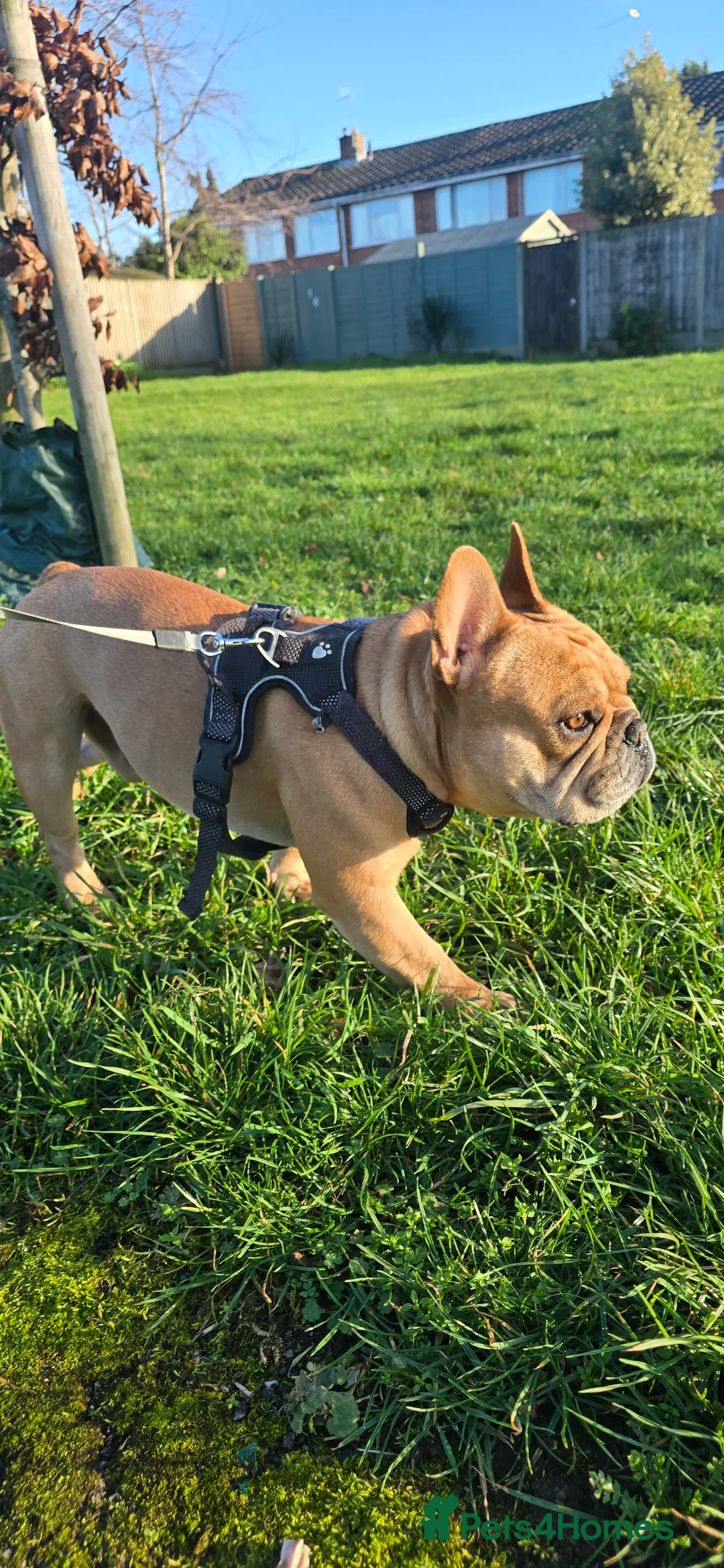 French Bulldog dogs for stud: King Midas son- Premium French Bulldog Stud - Advert 2