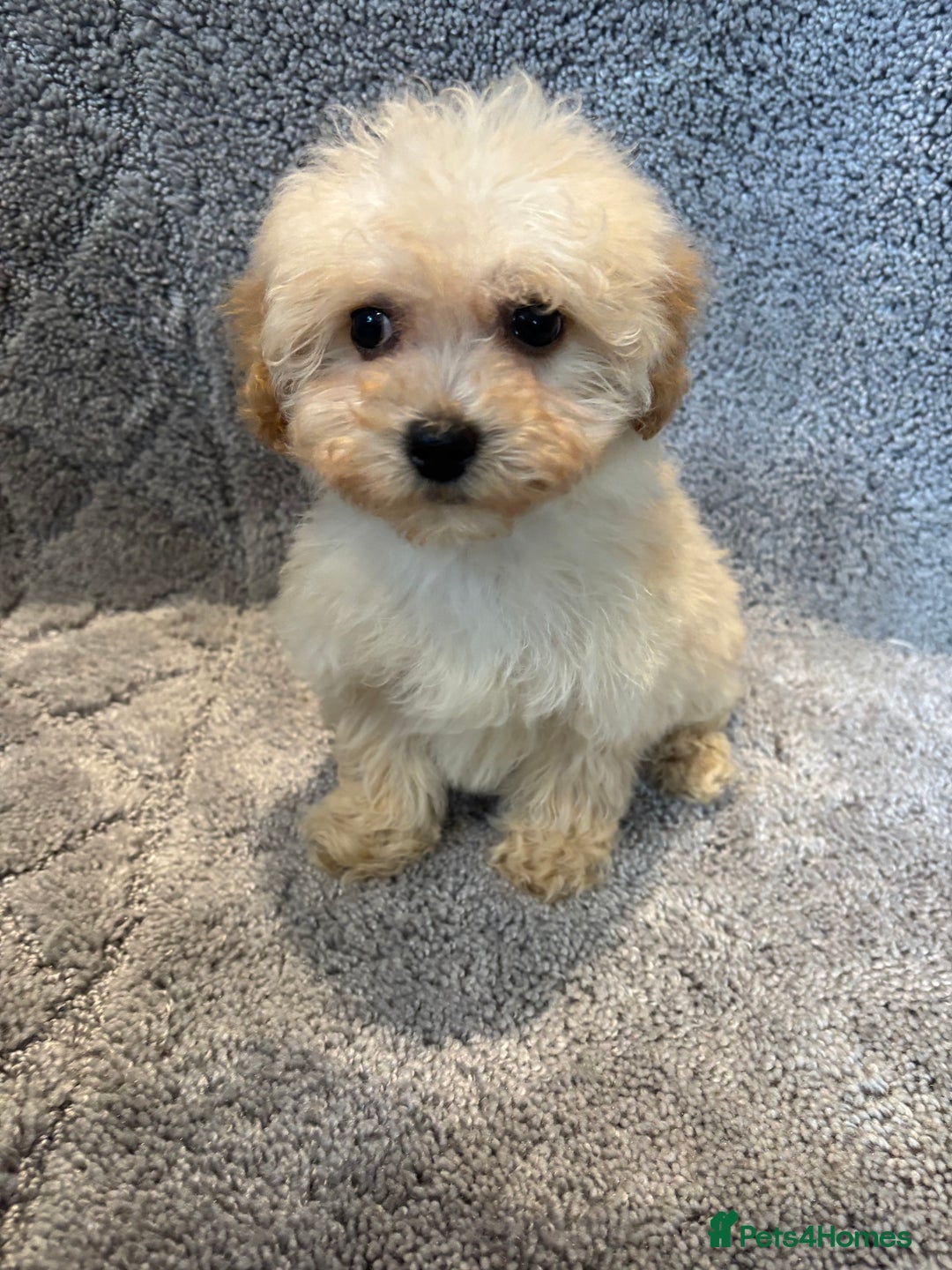 Poochon dogs for sale: Beautiful f1 poochon puppys READY NOW!!! - Advert 19