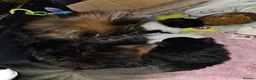 Pomeranian dogs for sale: Pomeranian puppies  in Edinburgh - Advert 5