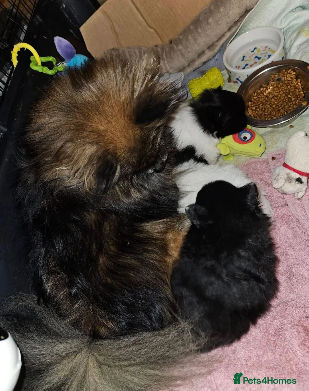 Pomeranian dogs for sale: Pomeranian puppies  in Edinburgh - Advert 5