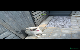 Pug dogs for sale: Our beautiful Panda Pug Luna  - Image 5