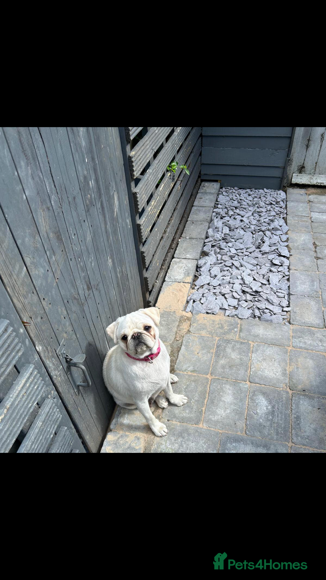 Pug dogs for sale: Our beautiful Panda Pug Luna  - Image 5