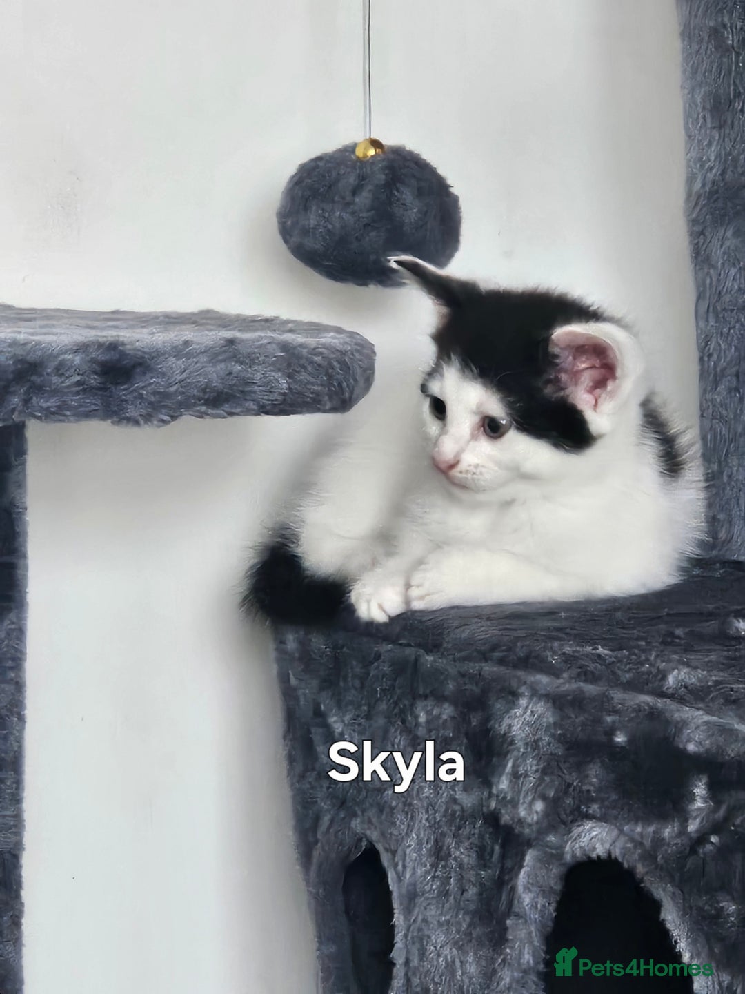 Mixed Breed cats for sale: 3 boys 2 girls - Image 15