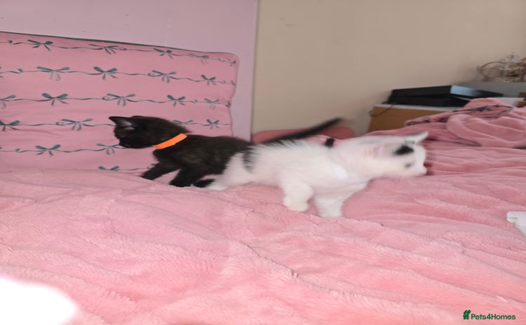British Longhair cats - Advert 1