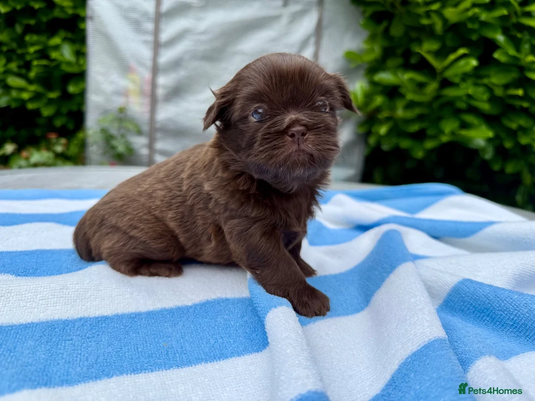 Shih Tzu dogs for sale: 1 little boy left!!  - Advert 1