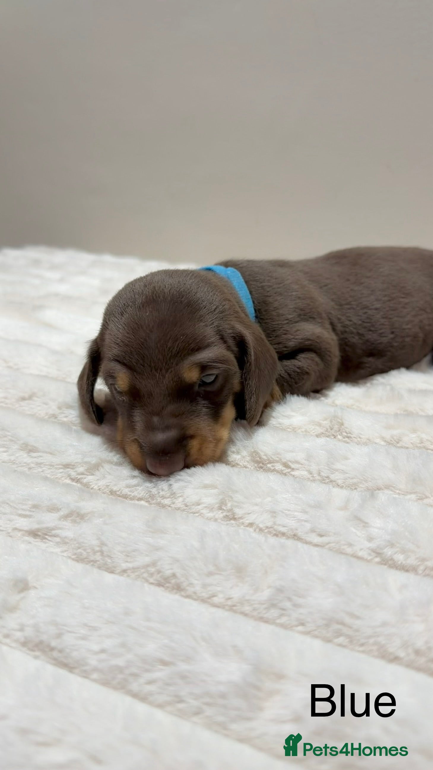 Miniature Dachshund dogs for sale: 🐾 Miniature Dachshund Puppies For Sale 🐾  - Advert 26