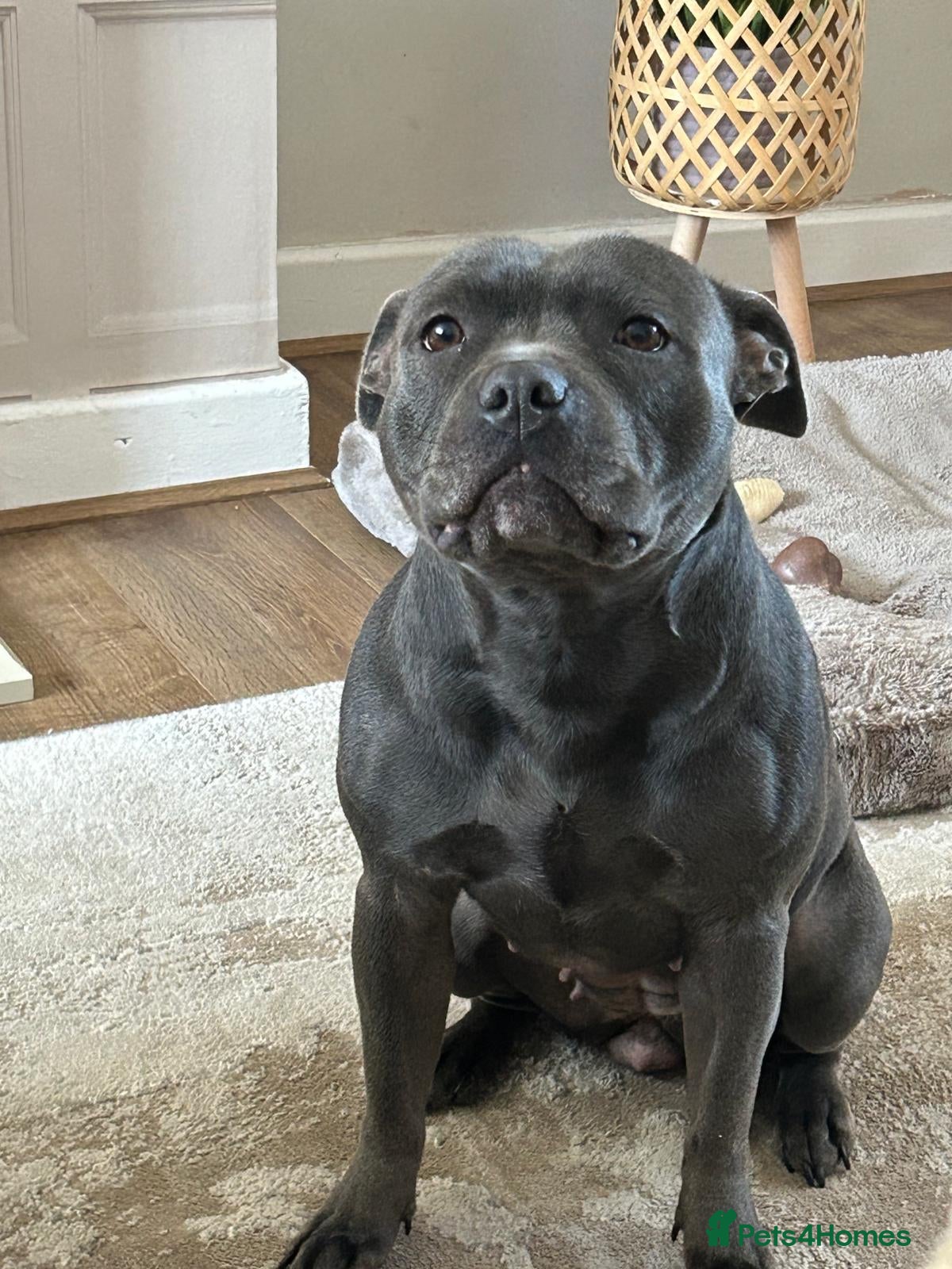 Staffordshire Bull Terrier dogs Staffordshire bull terrier  dogs blue staffs  - Advert 8