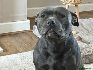 Staffordshire Bull Terrier dogs Staffordshire bull terrier dogs blue staffs - Advert 14