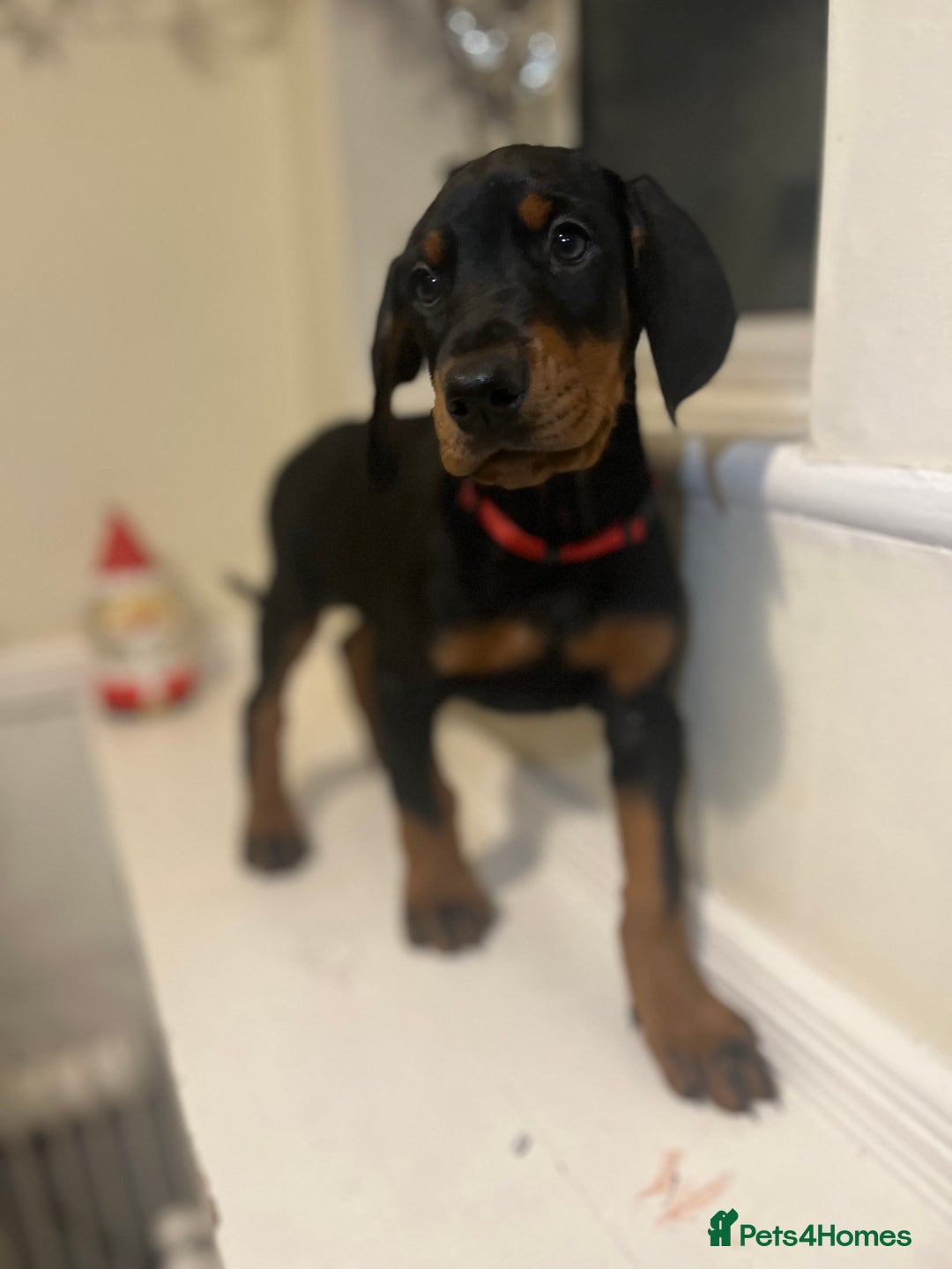 Dobermann dogs for sale: 🏆Supreme Dobermanns - Where Excellence Begins 🏆 - Advert 12