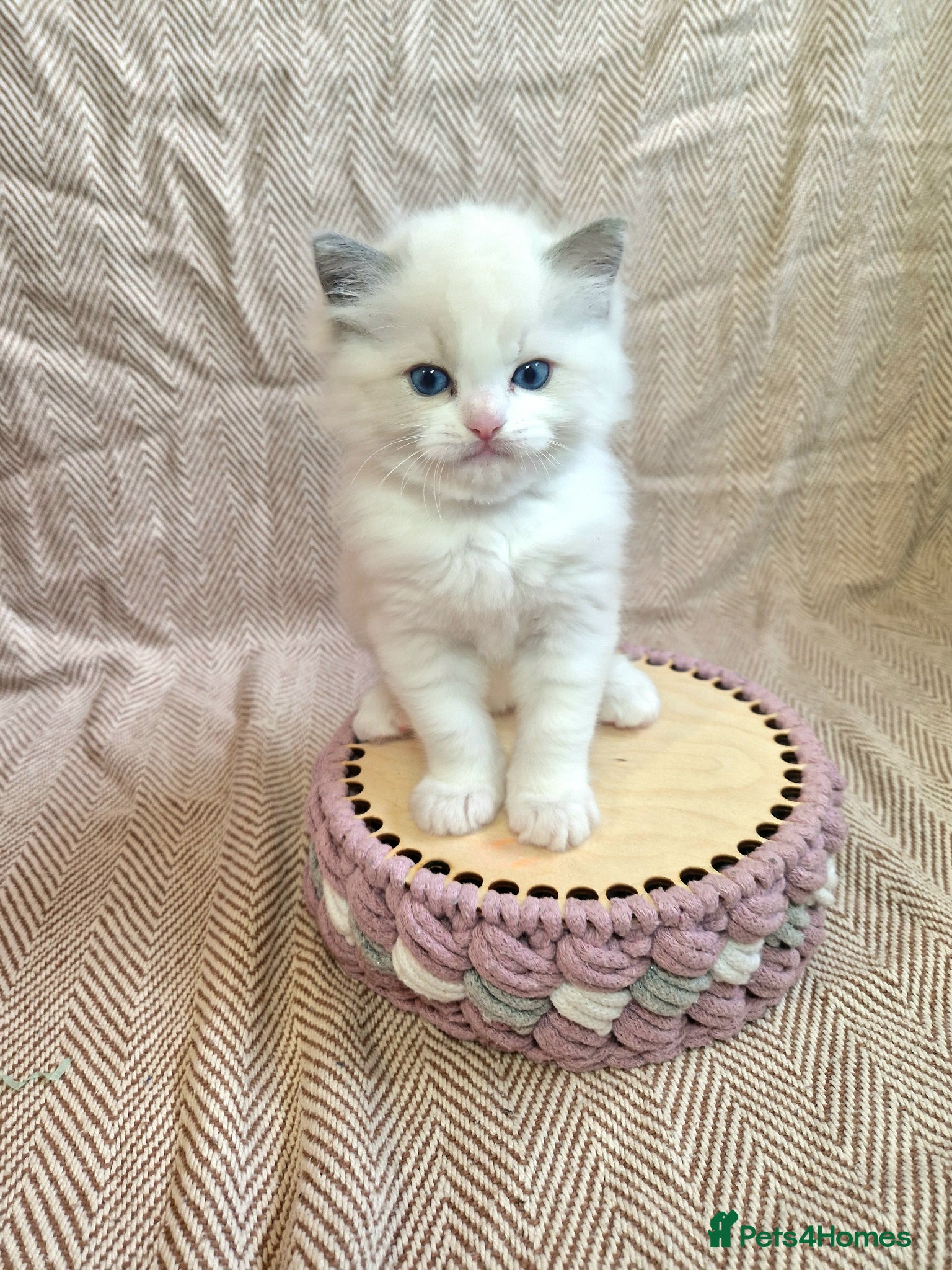 Ragdoll cats ✨️Stunning Pedigree Ragdoll Kitten ✨️ - Advert 4