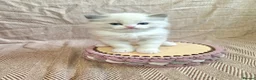 Ragdoll cats for sale: ✨️Stunning Pedigree Ragdoll Kitten ✨️ - Advert 1
