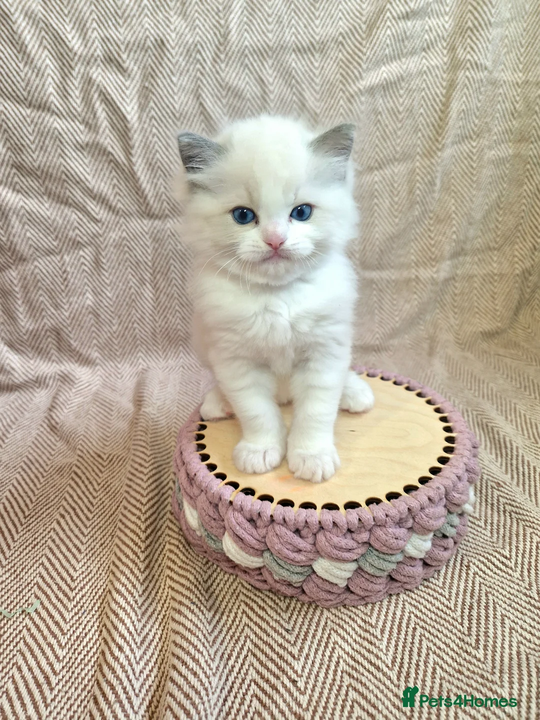 Ragdoll cats for sale: ✨️Stunning Pedigree Ragdoll Kitten ✨️ - Advert 1
