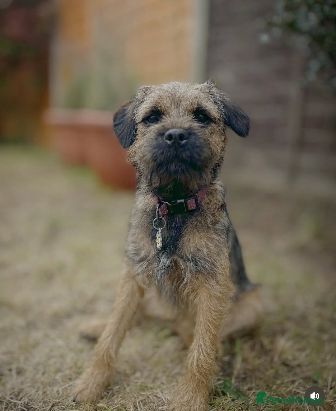 Border Terrier dogs for sale: Beautiful female border terrier  - Advert 3