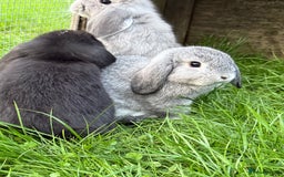 Mini Lop rabbits for sale: Miniature lop babies  - Image 6