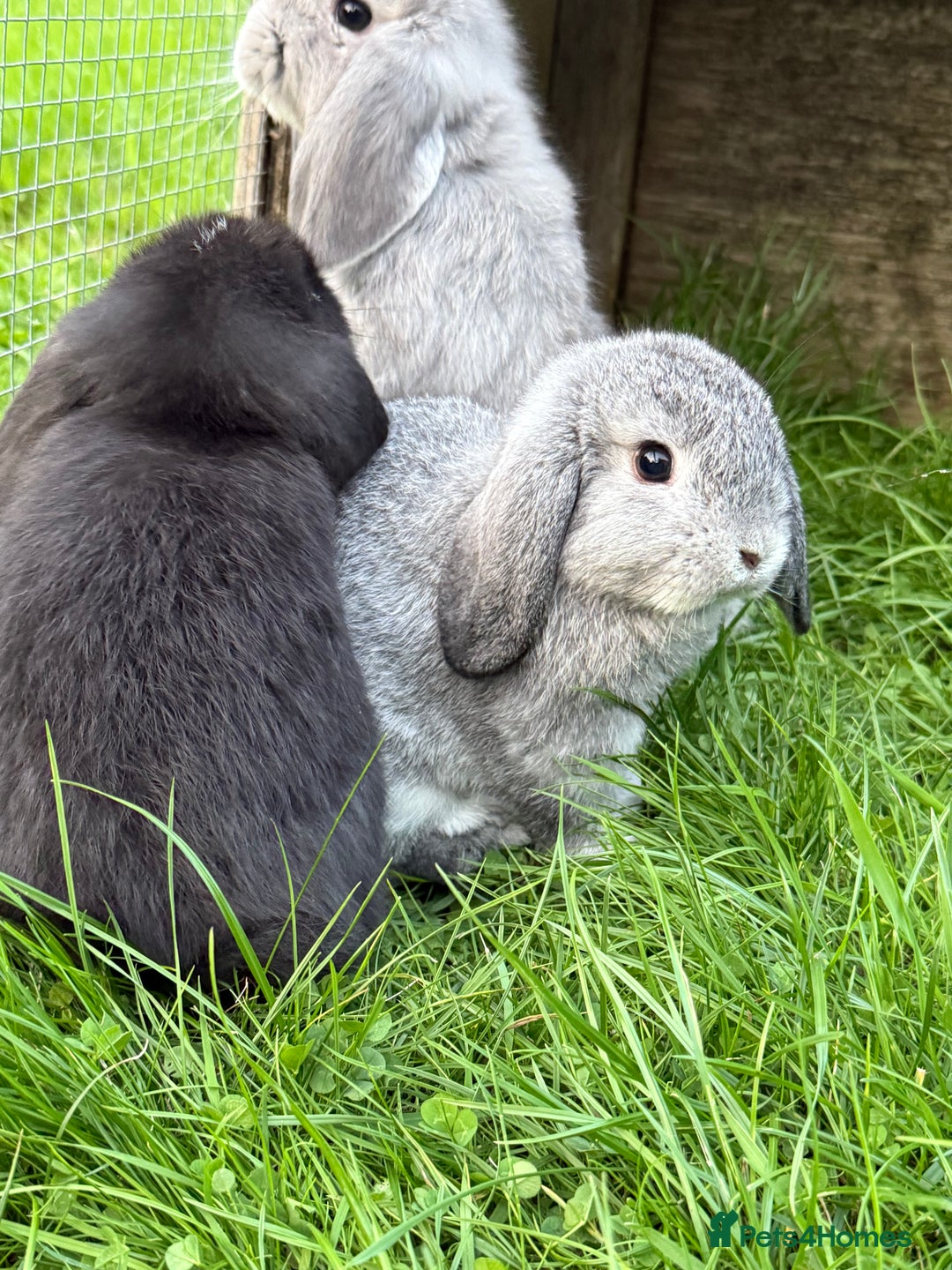 Mini Lop rabbits for sale: Miniature lop babies  - Image 6