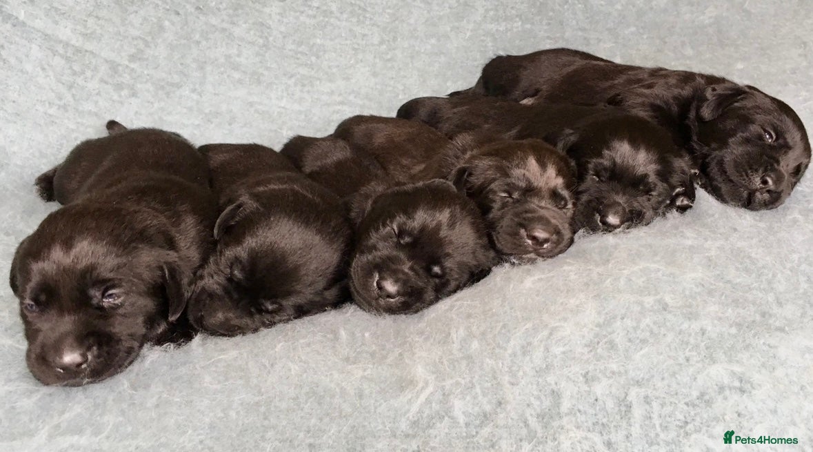 Labrador Retriever dogs Gorgeous litter of Labrador KC puppies for sale.  - Advert 3