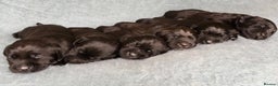 Labrador Retriever dogs for sale: Gorgeous litter of Labrador KC puppies for sale.  - Advert 1