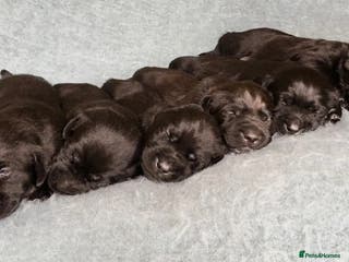 Labrador Retriever dogs Gorgeous litter of Labrador KC puppies for sale. - Advert 2