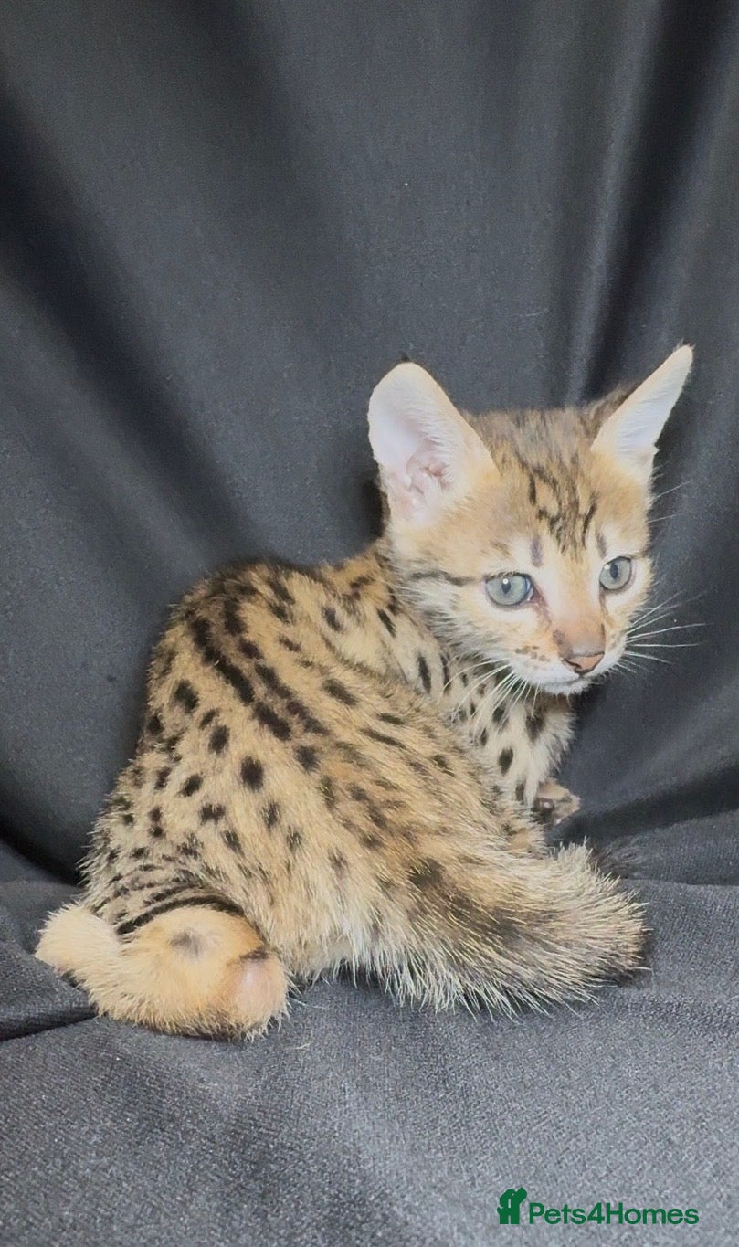 Savannah cats Exceptional Quality Tica Regist. Savannah kittens - Advert 2